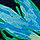 Maritime Blue
