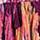 Festival Fuchsia