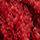 Jester Red