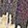 Multicolor-