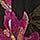 Noir AOP -