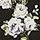 Black AOP -