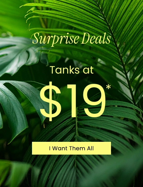 $19 Tanks